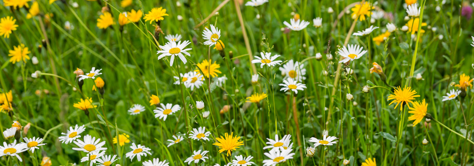 Blumenwiese