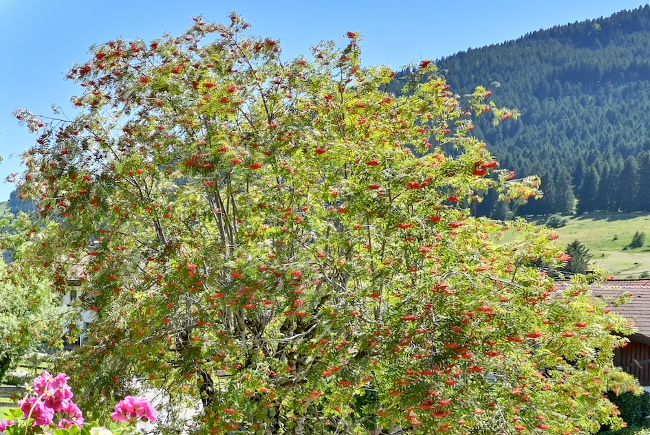 Baum vor Antjes Hock 27